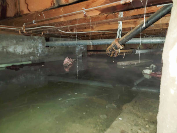 Best Local water damage restoration  in Fritch, TX